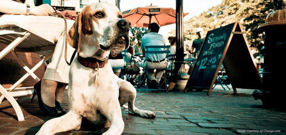 the-most-delicious-dog-friendly-spots-in-nb